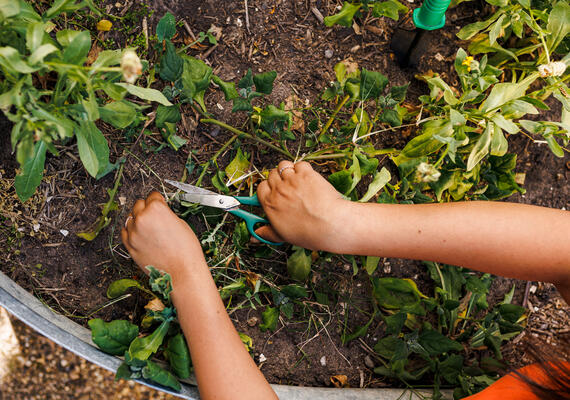 A pair of hands tend to a plant.