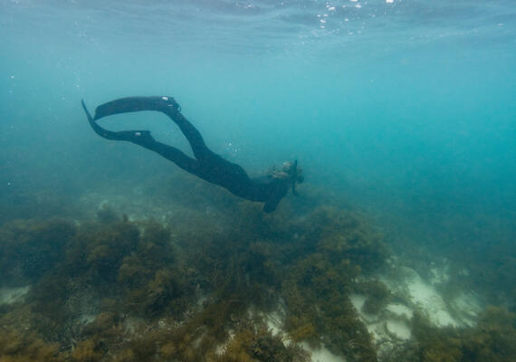 Diver underwater with seaweed