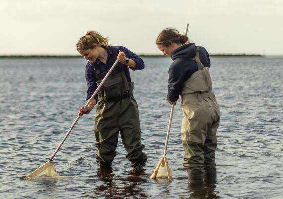 Two Deakin marine science students using nets to catch and survey marine line standing in shallow waters in the sea.