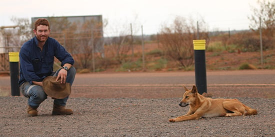 Study shows dingoes need to be given a bigger range to help fight foxes