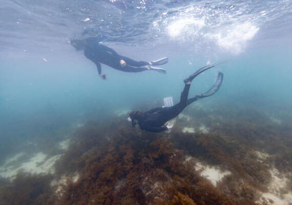 Two people scuba diving.