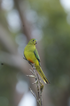 Survival in the balance - the orange-bellied parrot. (Photo: Barry Baker)