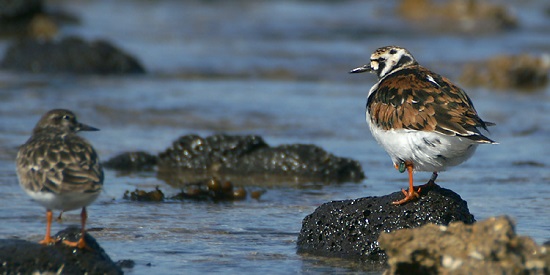 New study shows climate change impacting shorebird migration