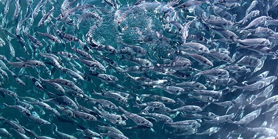School of fish