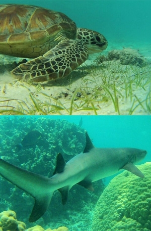 Interconnected - sharks play a key role in controlling turtle populations and sea grass volumes.

(Photos credit: Dr Peter Macreadie).