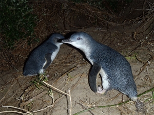 Teaming up - the Little Penguin (Eudyptula minor).
