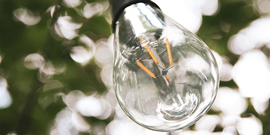 Close up of a lightbulb in a tree