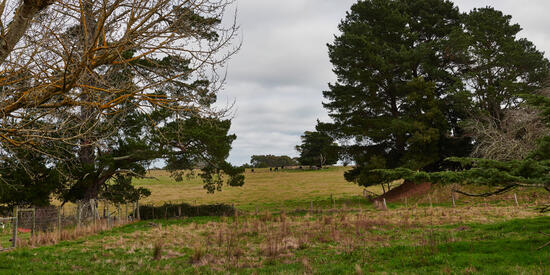 Trees in a rural paddock