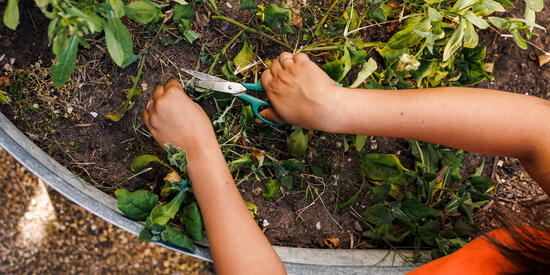 An aerial view of a person pruning a plant in a garden bed.