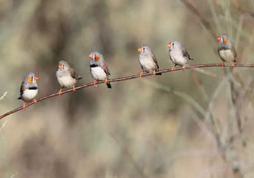 Zebra Finch birds in grasslands.