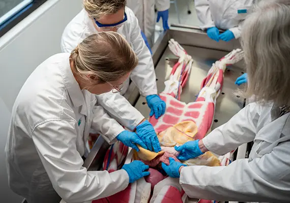 Syn-D the synthetic cadaver with rural medical students at Deakin's Warrnambool campus.