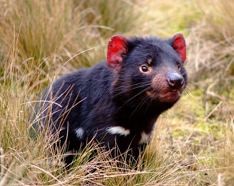 Tasmanian Devil