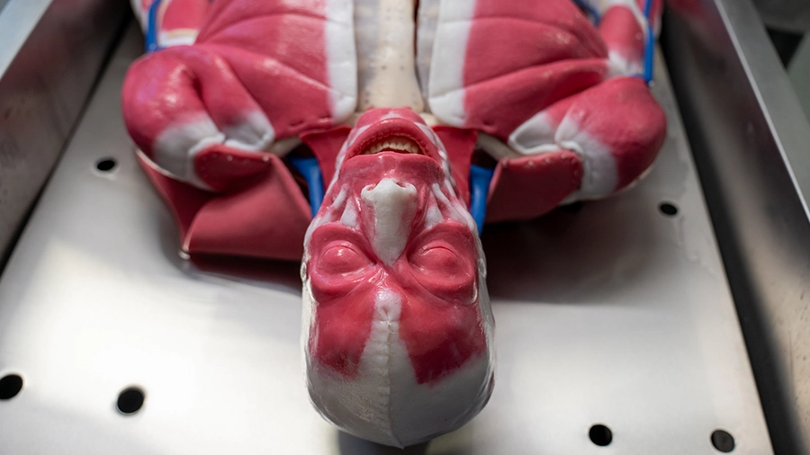 Deakin University's synthetic teaching cadaver, Syn-D.