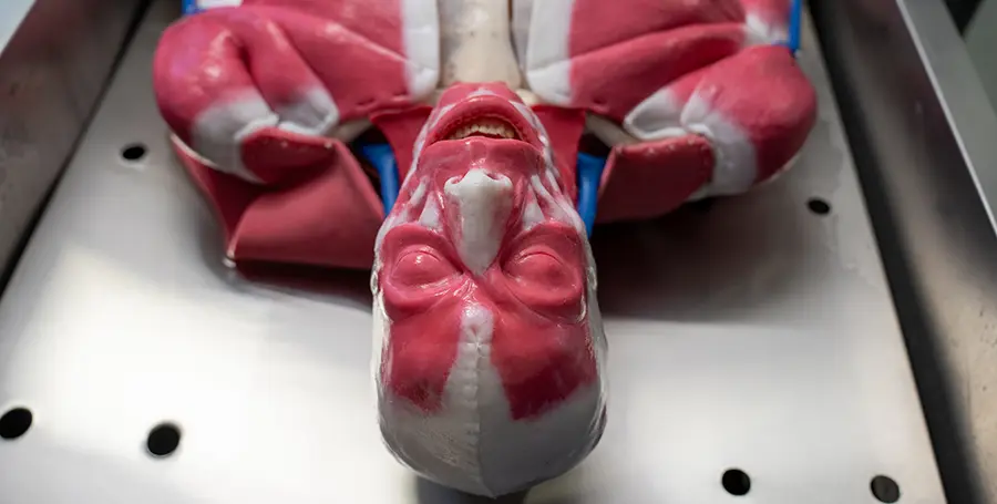 Deakin University's synthetic teaching cadaver, Syn-D.