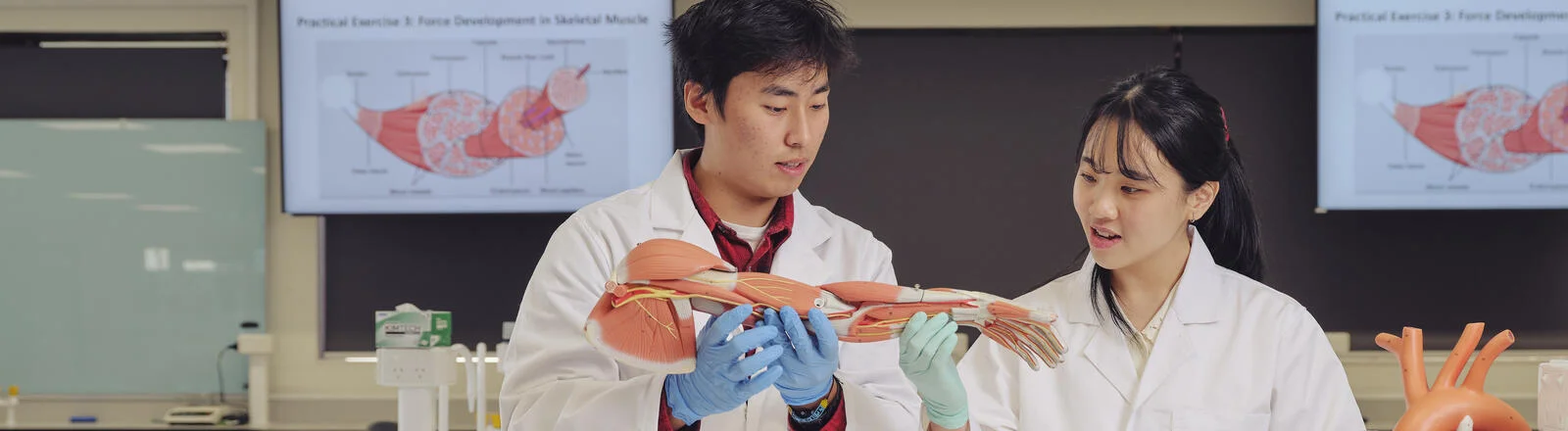 Students studying anatomy models in a science lab as part of physiology.