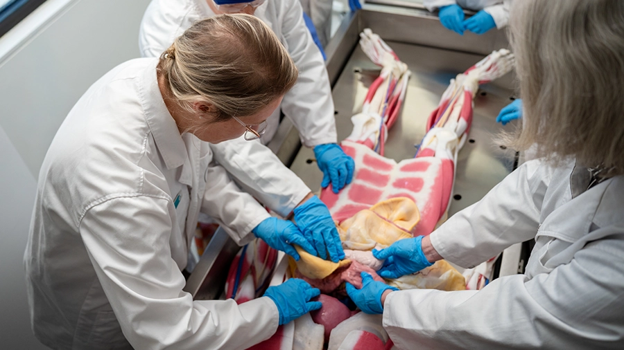 Deakin Rural Medicine students interact with Syn-D the synthetic cadaver.