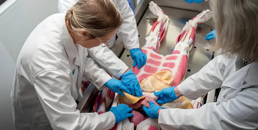 Deakin Rural Medicine students interact with Syn-D the synthetic cadaver.