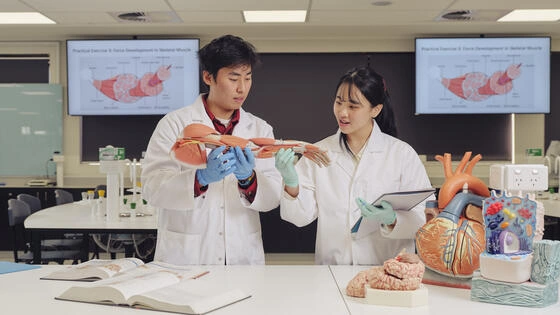 Students studying anatomy models in a science lab as part of physiology.