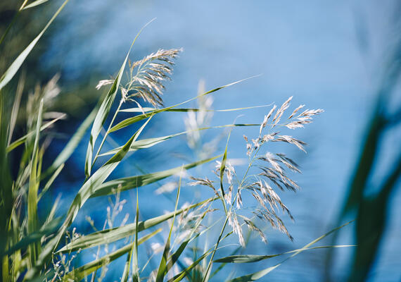 River weeds