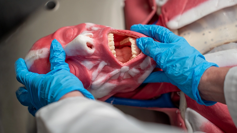 Syn-D the synthetic cadaver being manipulated by a pair of hands wearing blue latex gloves.