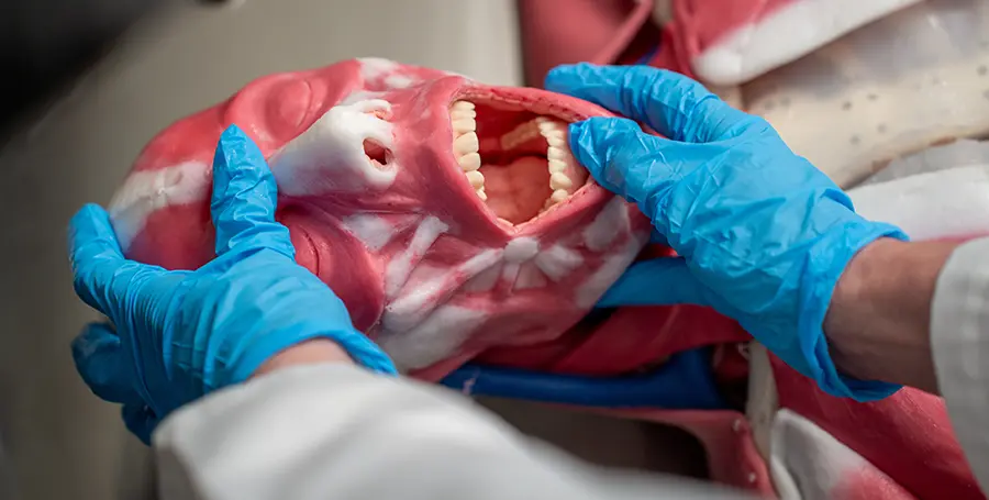 Syn-D the synthetic cadaver being manipulated by a pair of hands wearing blue latex gloves.