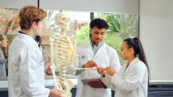 Three students looking at the bones in a skeleton