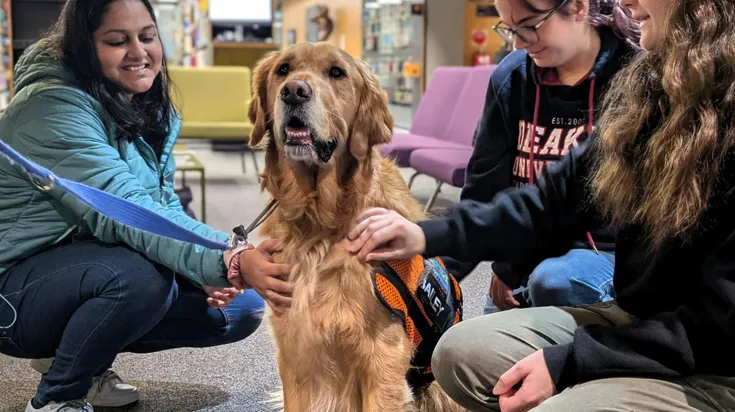 Therapy Dogs
