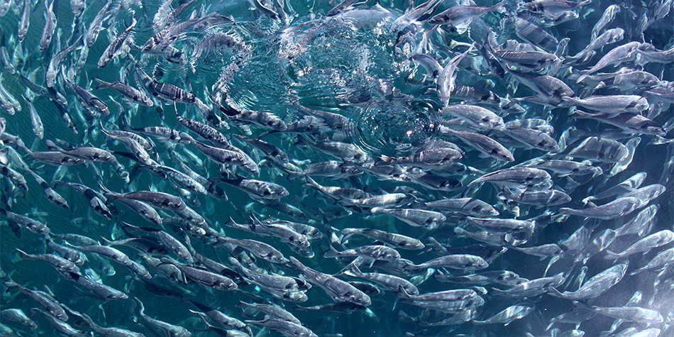 Aquaculture and Feed Innovation Laboratory