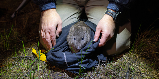 A potoroo being assessed by Deakin ecologists