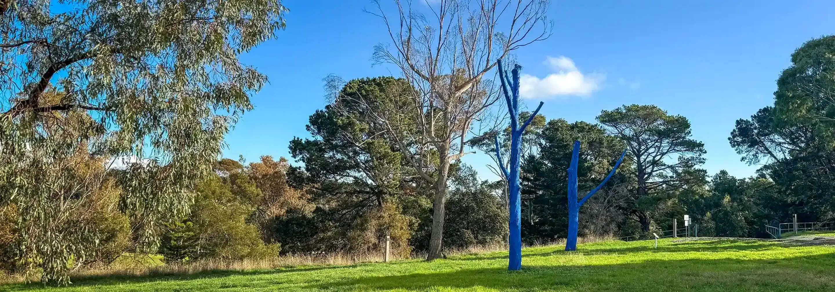 Blue trees at Deakin Waurn Ponds Campus