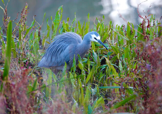 White-faced Heron standing in long grass.