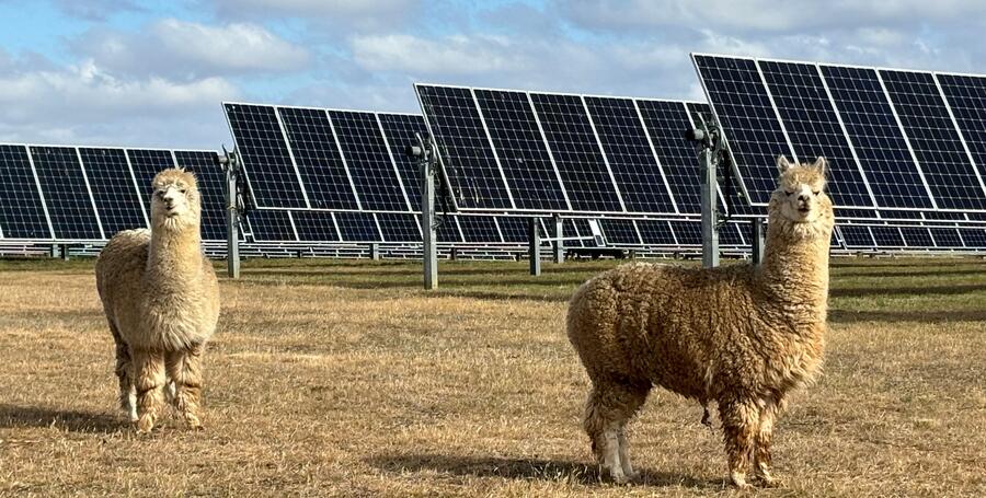 Two alpacas standing in front of a field of solar panels.
