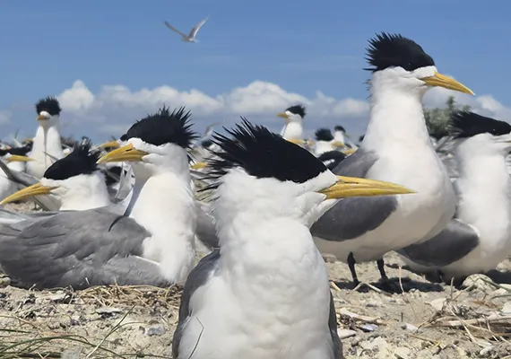 Greater Crested Terns in the wild