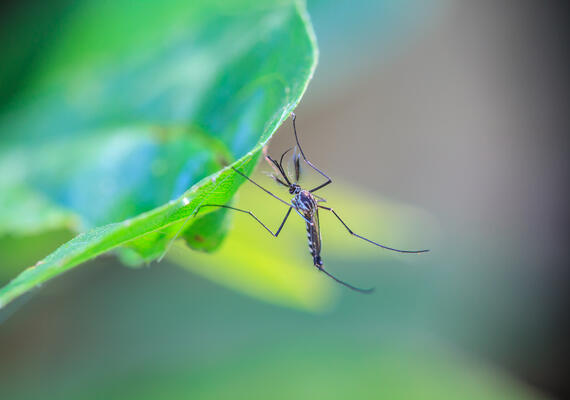 Mosquito on a leaf