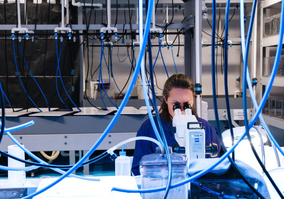 Researcher using microscope in the Queenscliff lab