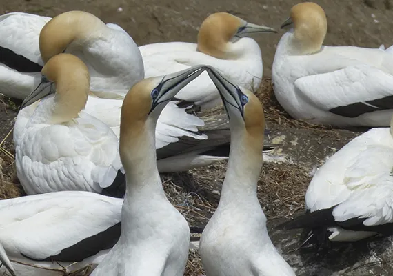 Australasian gannets in nature