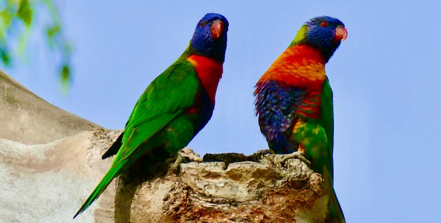 Two rainbow lorikeets perched in a tree.