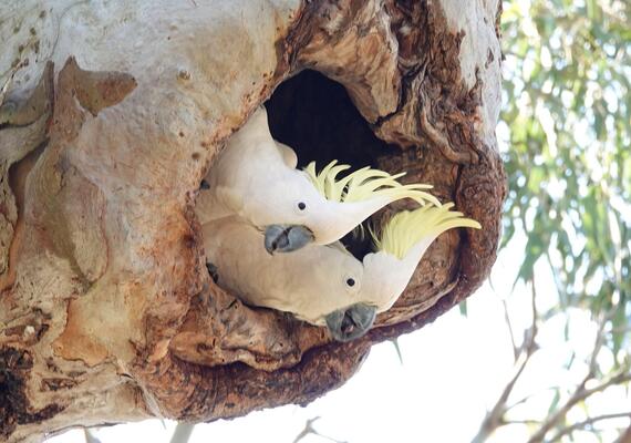 Two cockatoos peeking out of a hole in a tree trunk.
