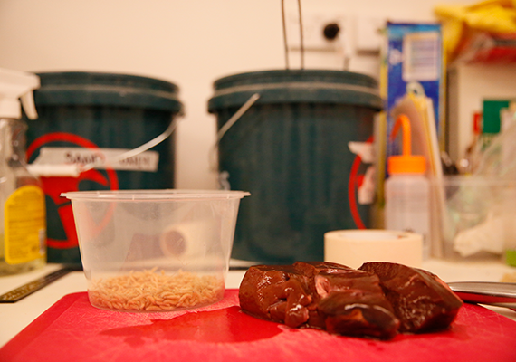 Meat and maggots on a bench in a laboratory