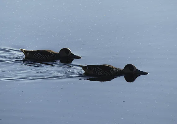 Pink eared ducks in the wild