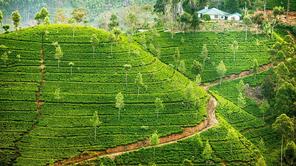 Tea fields in Sri Lanka