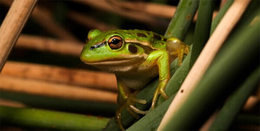A growling grass frog crouched in some reeds.