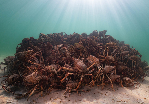 A pile of giant crabs under the sea.