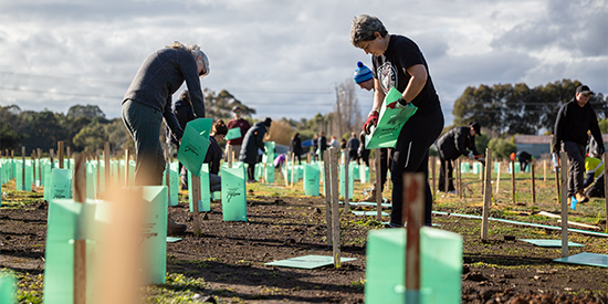 Tree planting