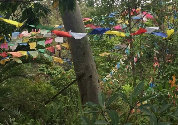 Prayer flags hanging from trees.