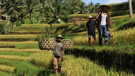 Workers on rice terraces. 