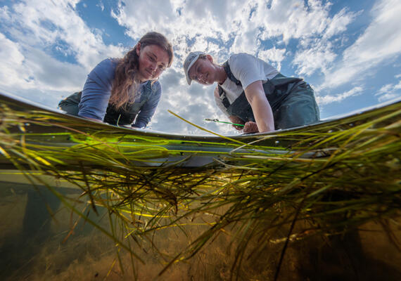 Two marine science students in water setting up a net.