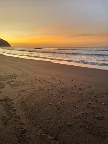 Sea turtles on beach in Costa Rica